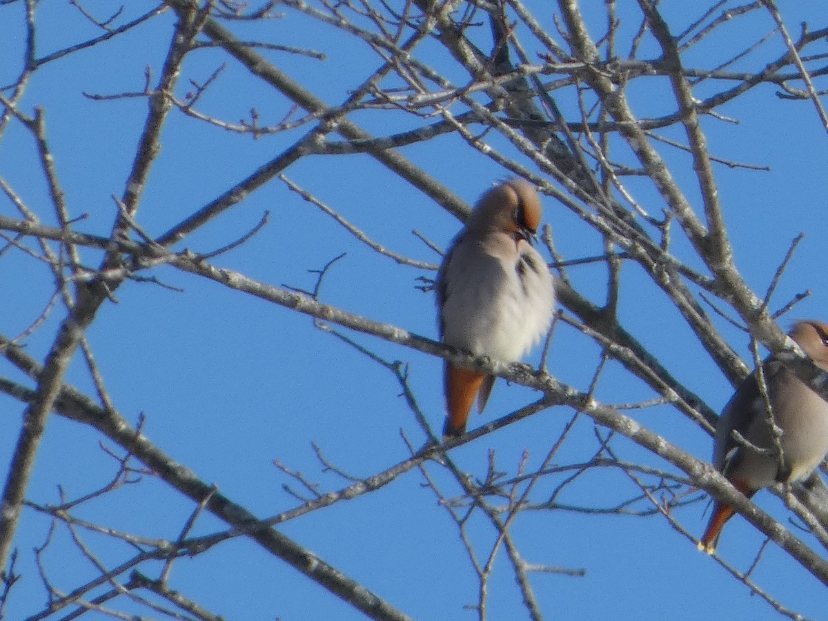 Bohemian Waxwing - ML646591202