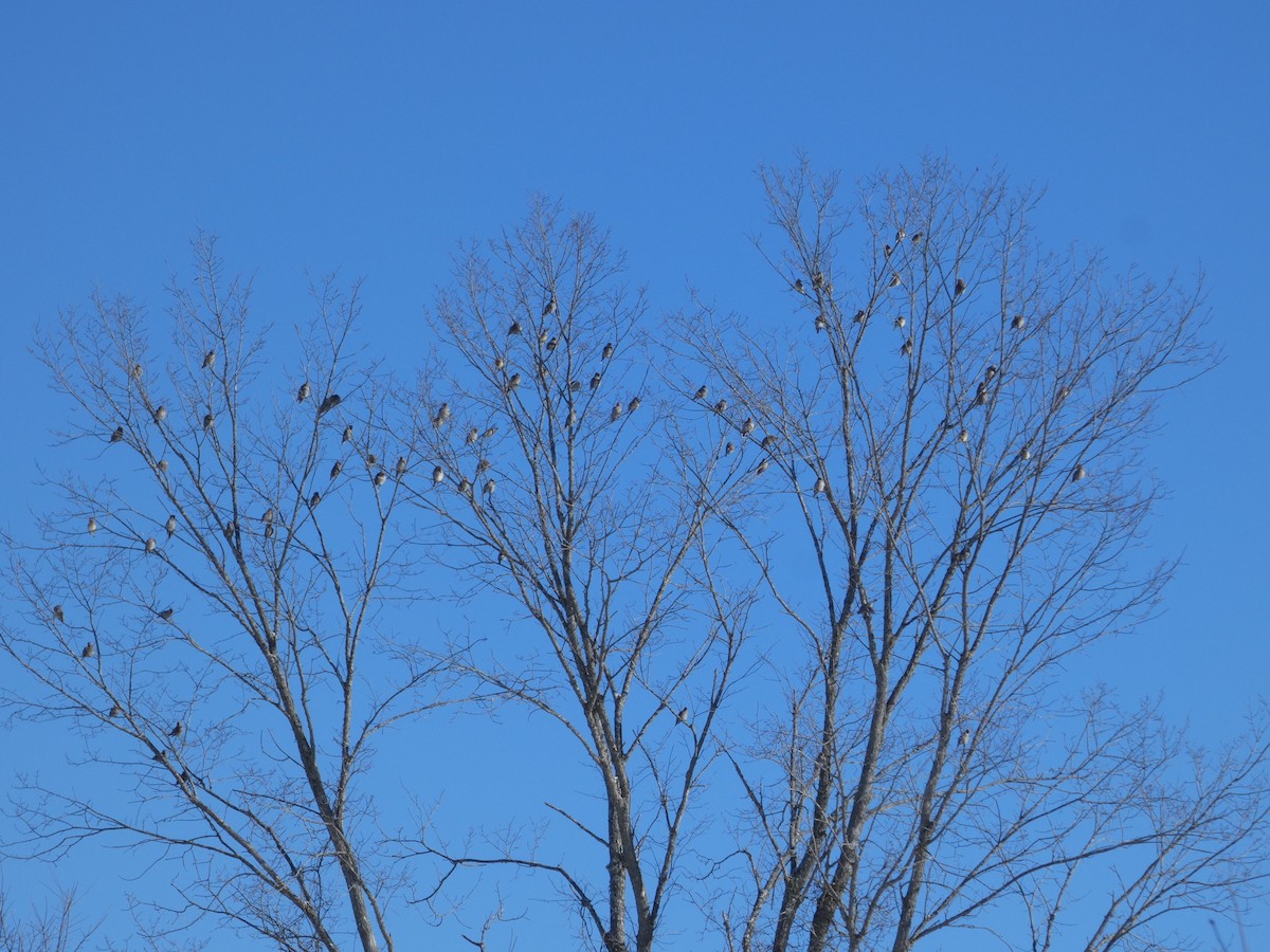 Bohemian Waxwing - ML646591203