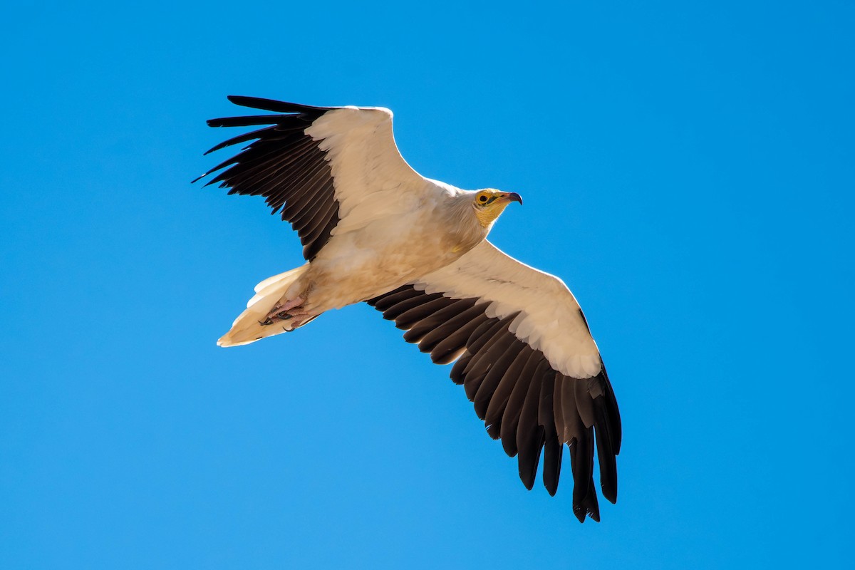 Egyptian Vulture - ML646591205