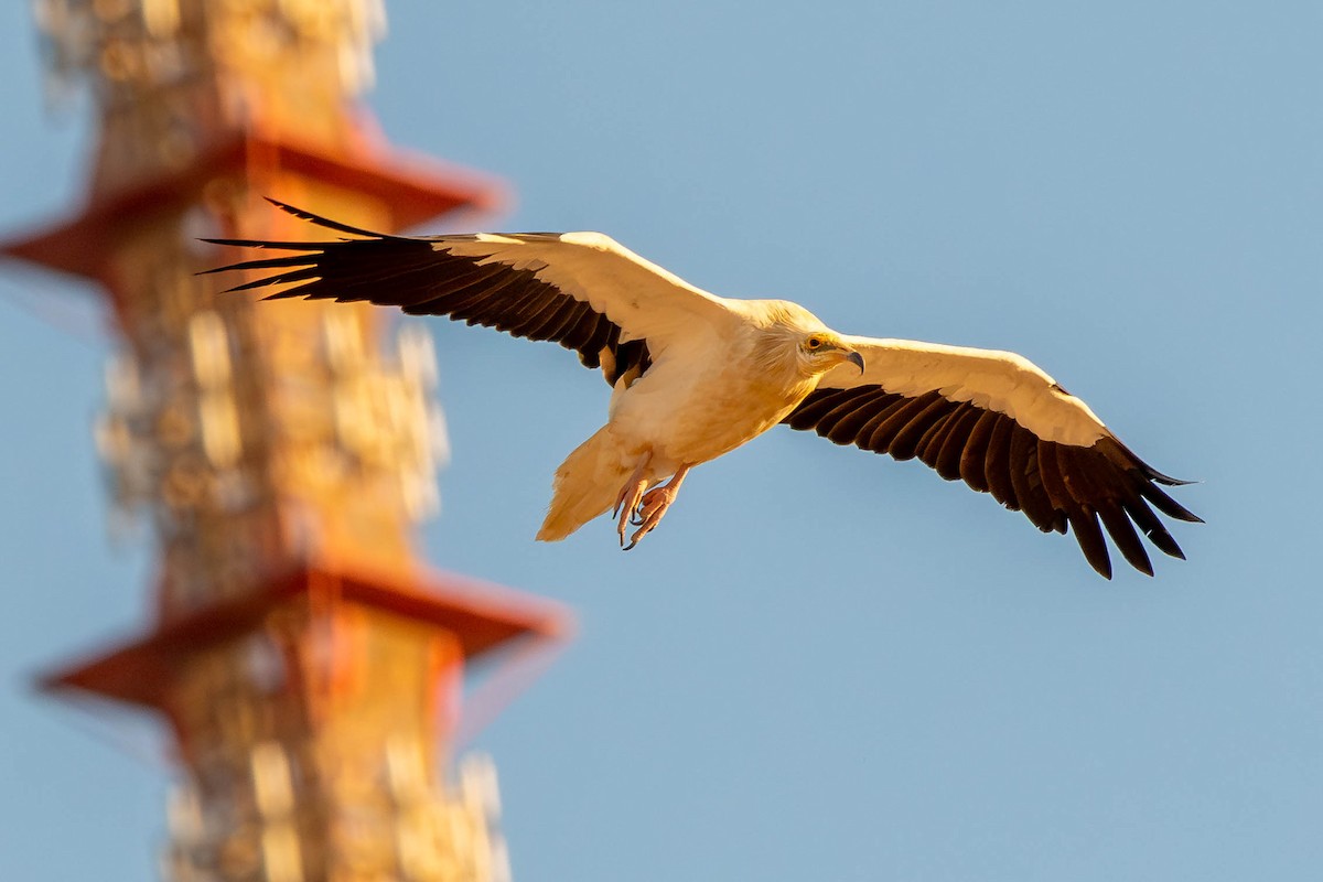 Egyptian Vulture - ML646591208