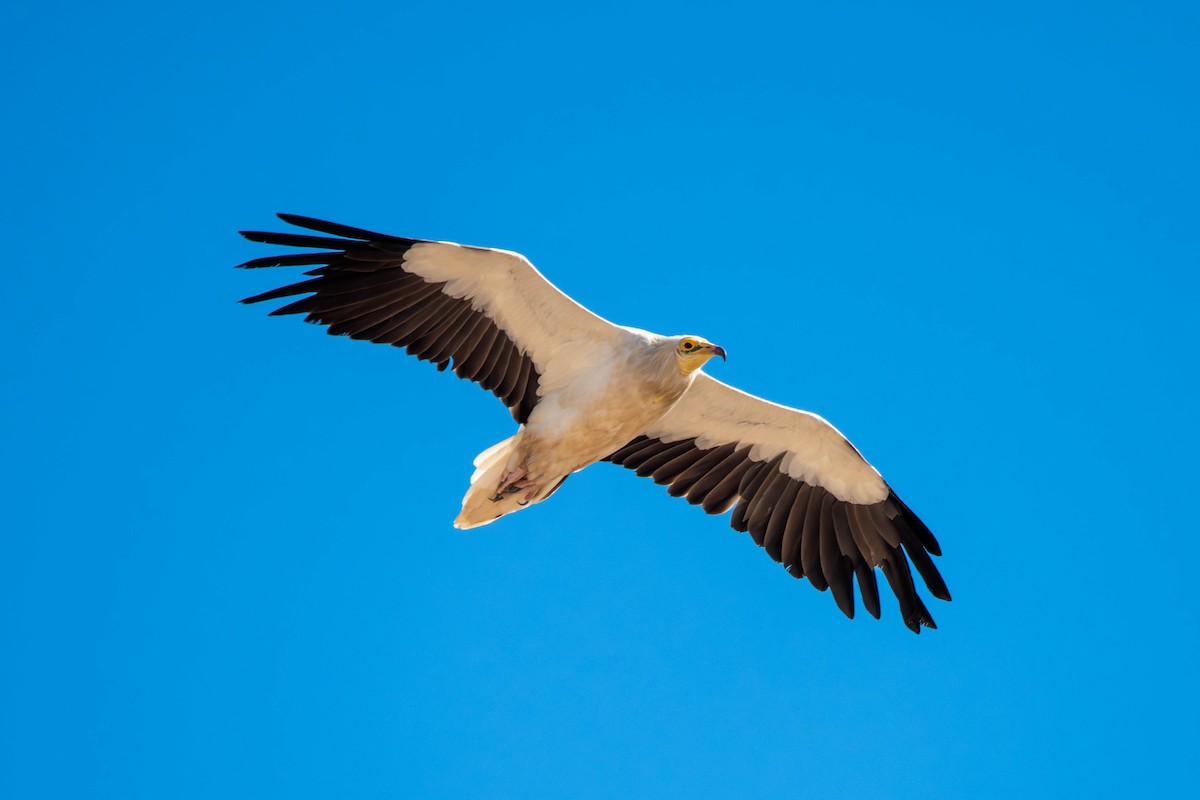 Egyptian Vulture - ML646591209