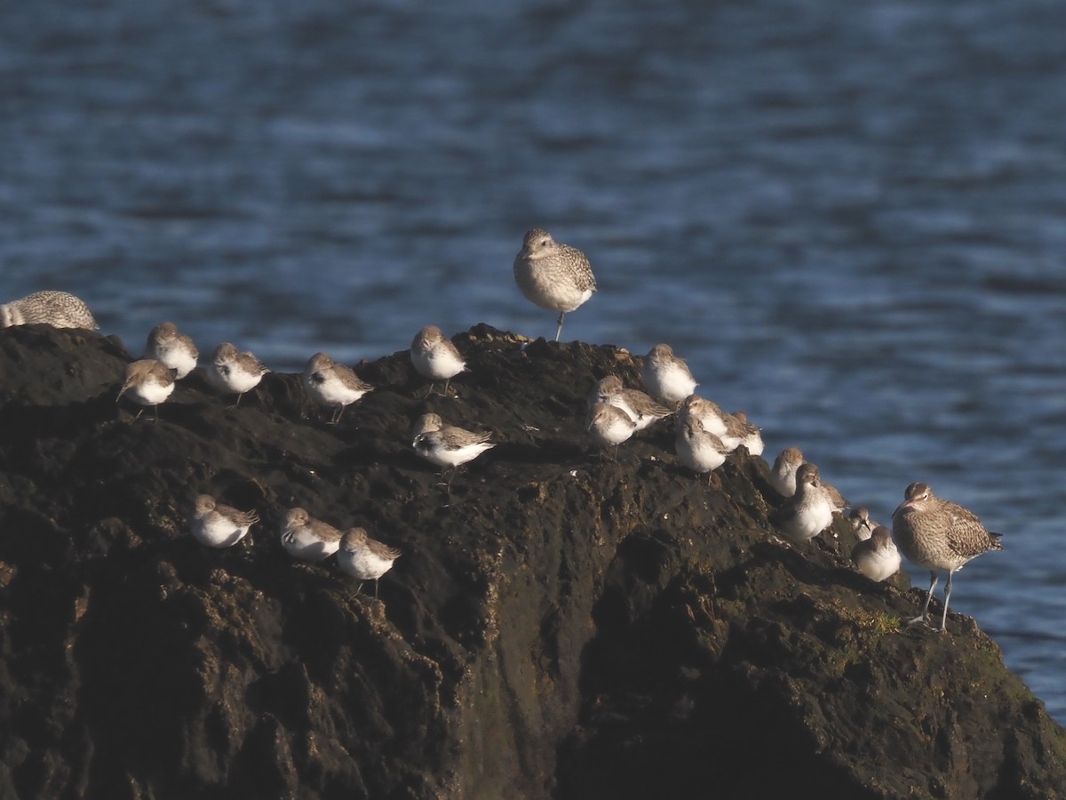 Dunlin - ML646591211