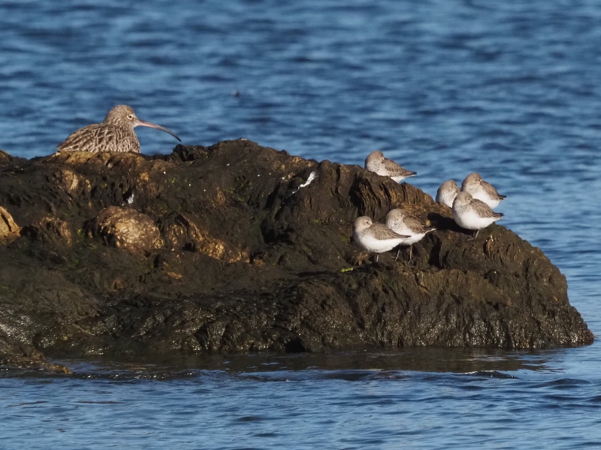 Dunlin - ML646591212