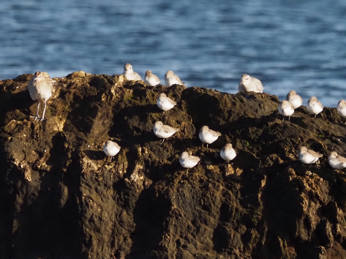 Dunlin - ML646591214