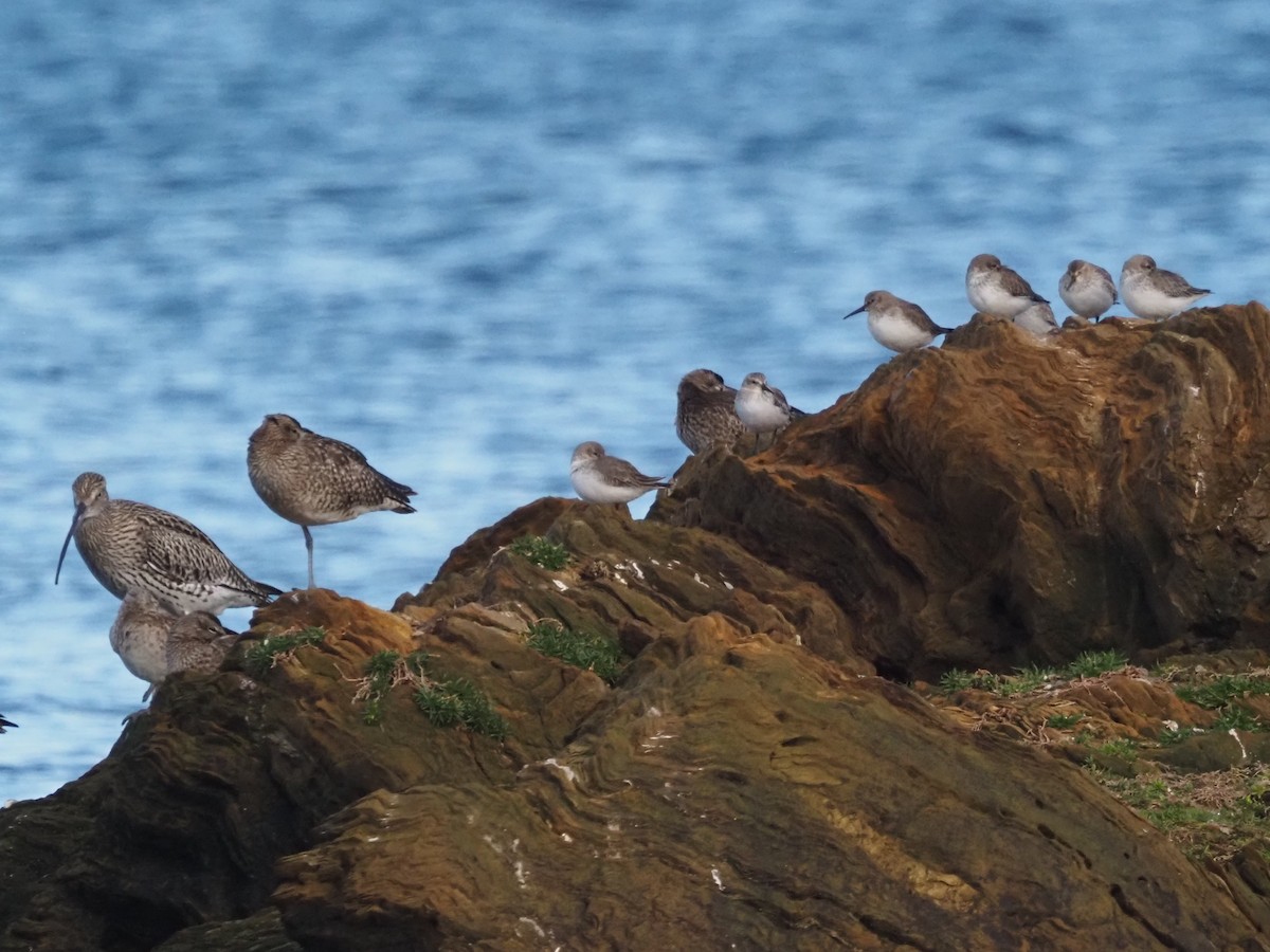 Dunlin - ML646591215