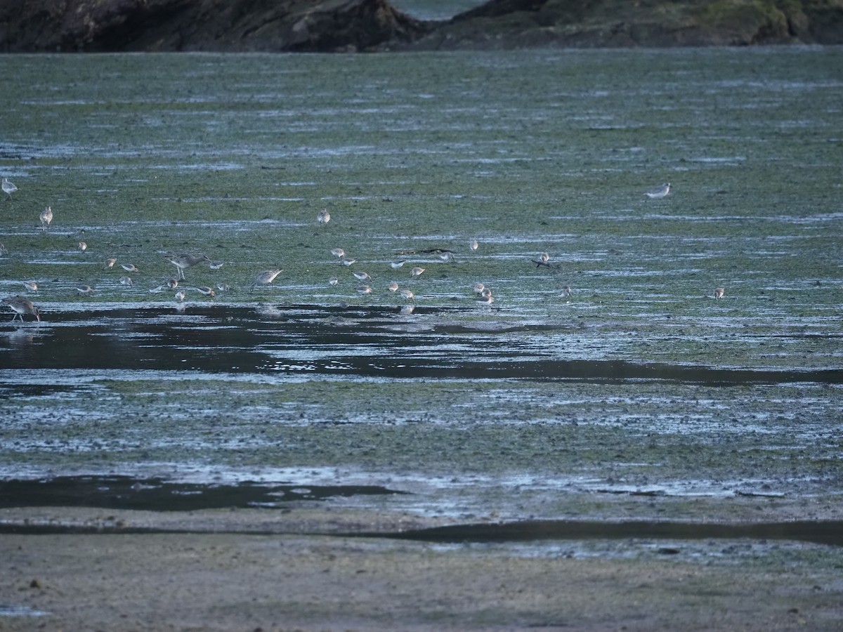 Dunlin - ML646591217