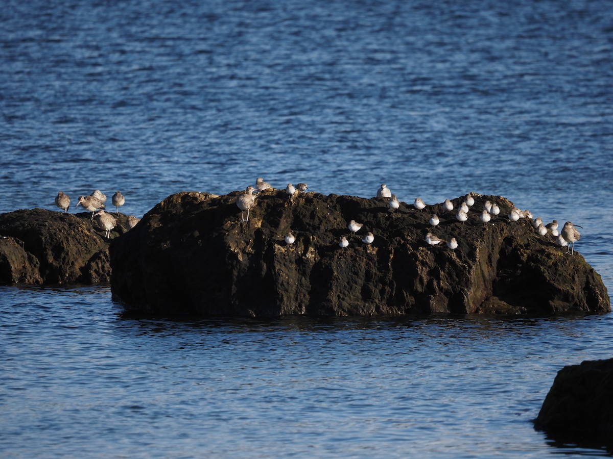 Dunlin - ML646591218