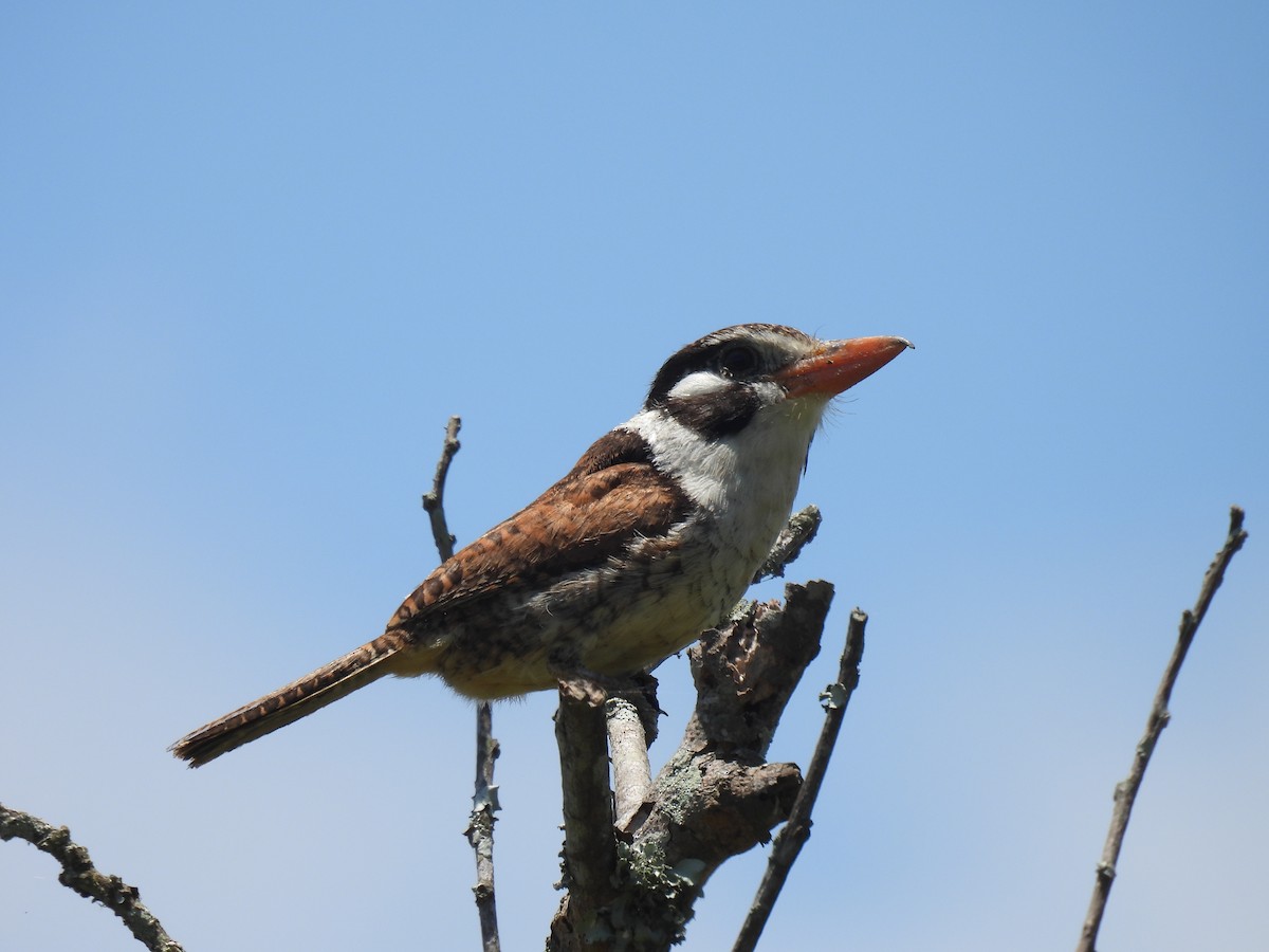White-eared Puffbird - ML646591219