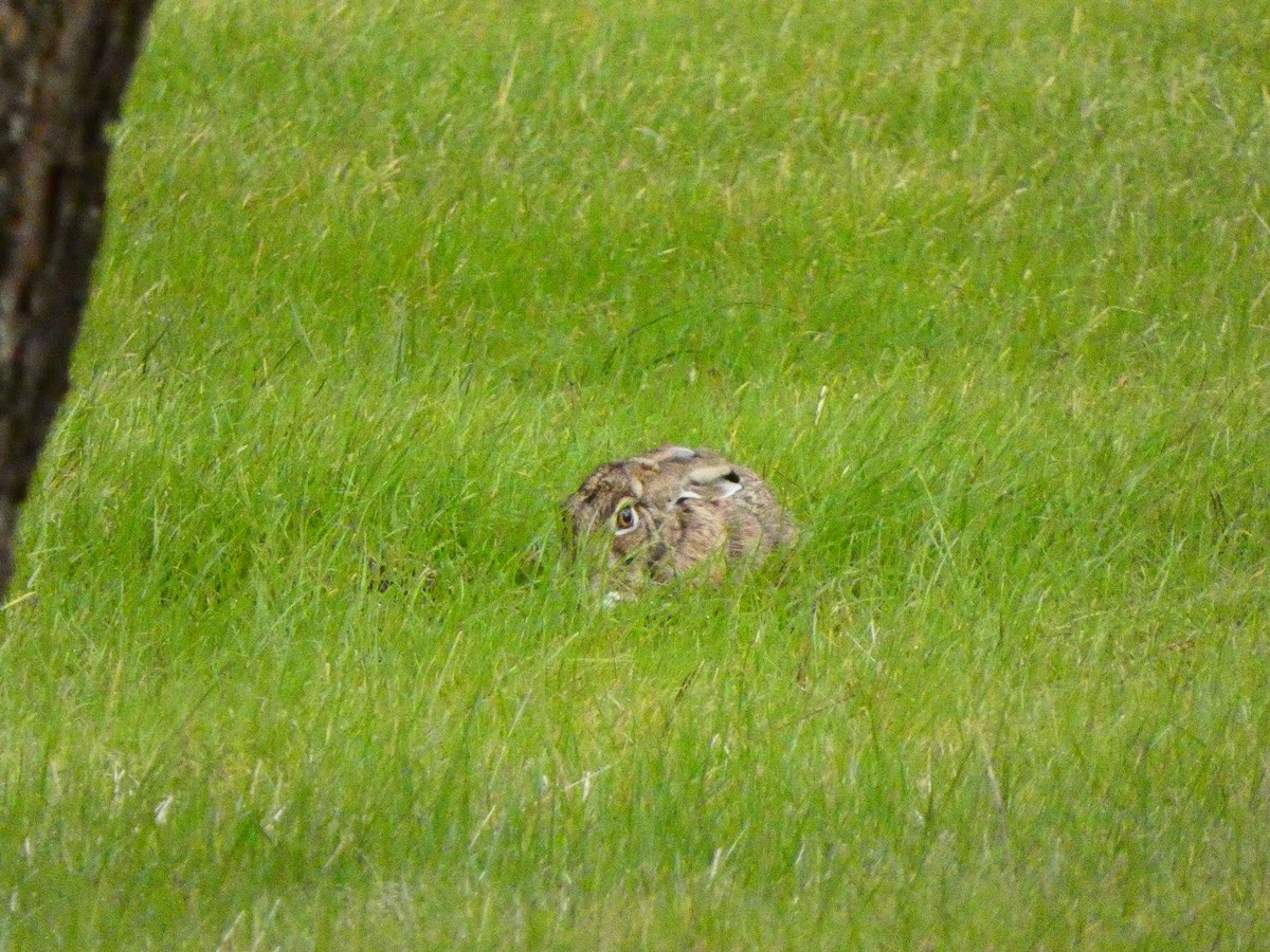 Brown Hare - ML646591220