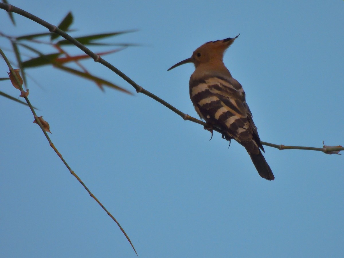 Common Hoopoe - ML646591221