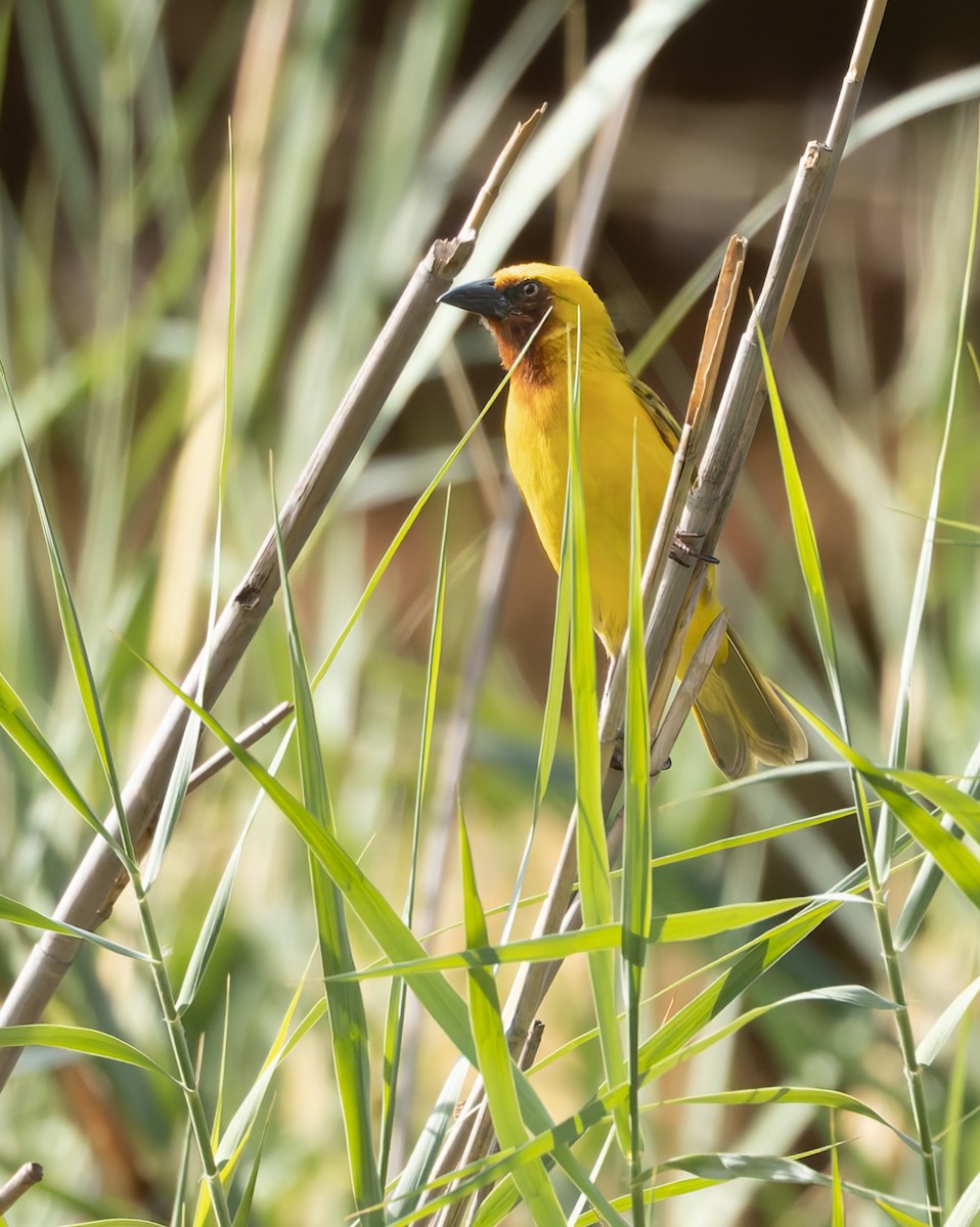 Southern Brown-throated Weaver - ML646591226