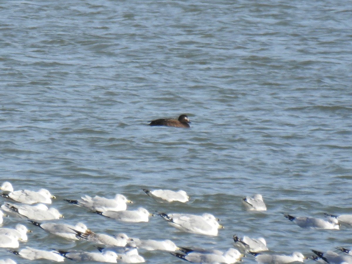 Surf Scoter - ML646591227