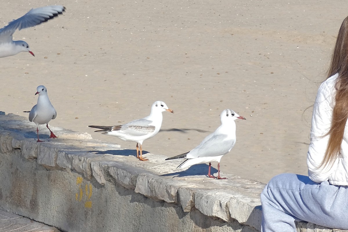 Black-headed Gull - ML646591228