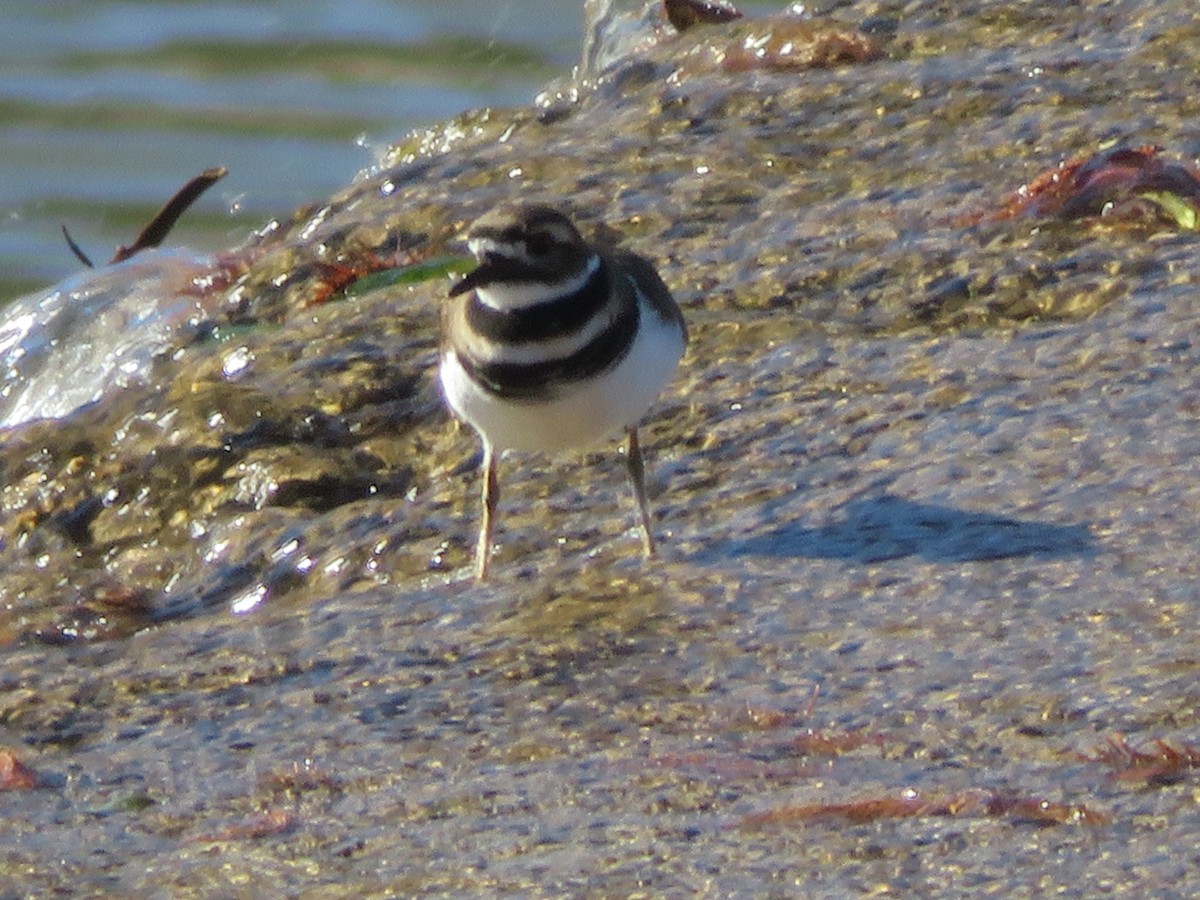 Killdeer - ML646591229