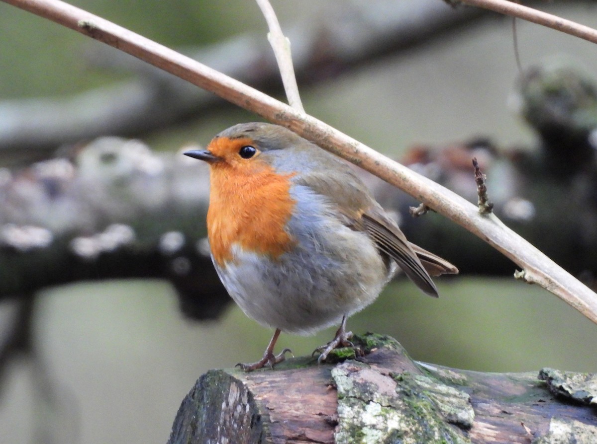 European Robin - ML646591234