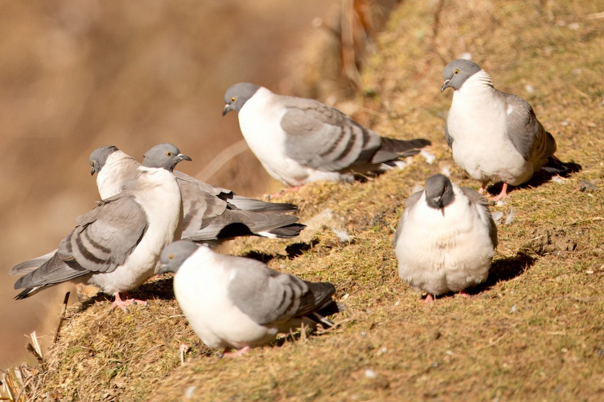 Snow Pigeon - ML646591235