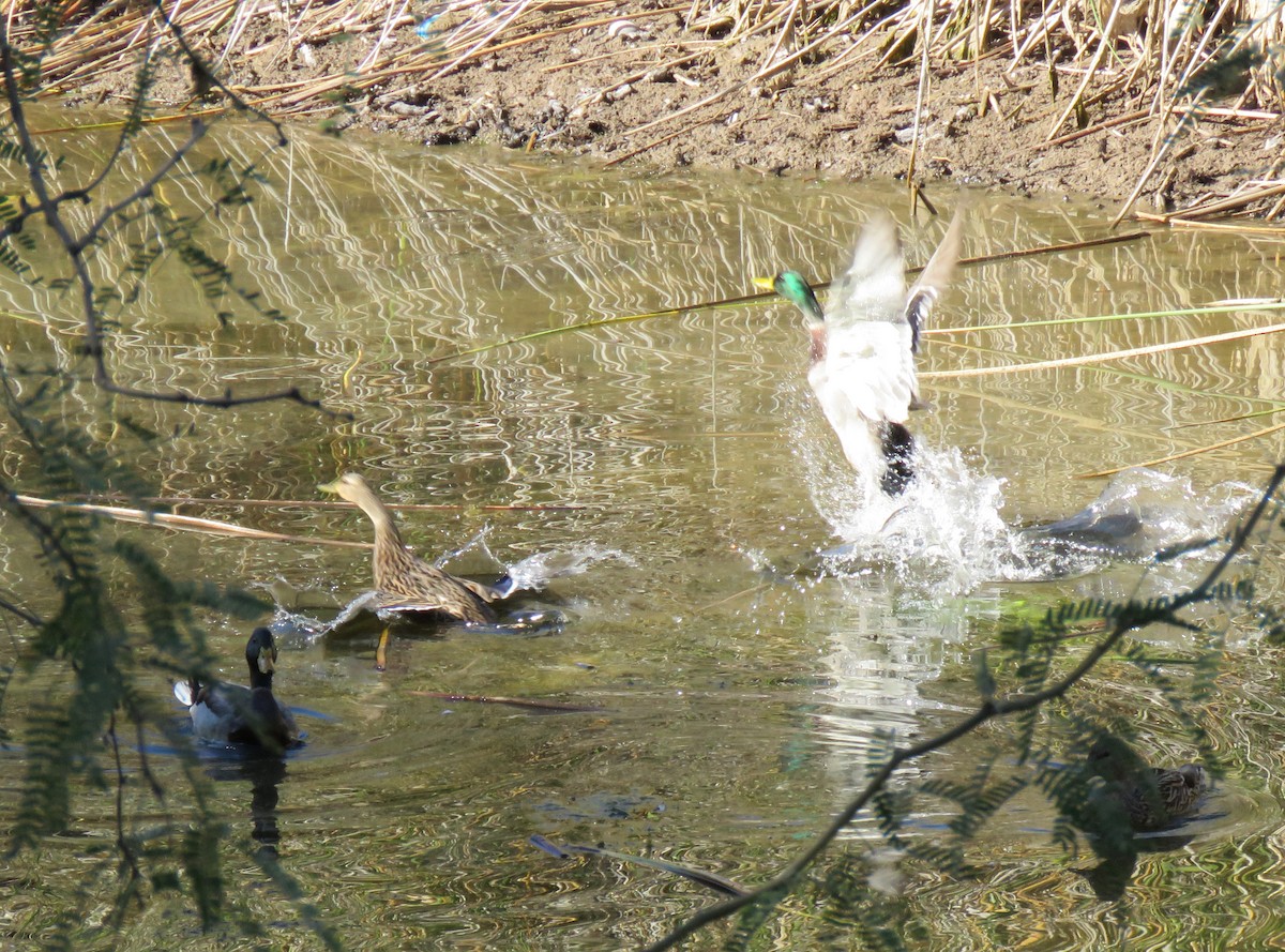 Mallard - ML646591236