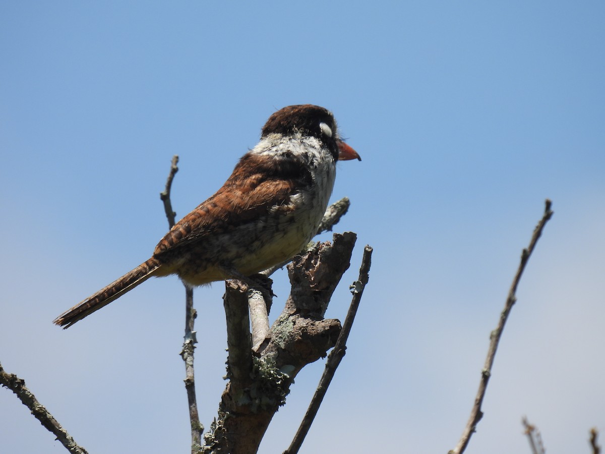 White-eared Puffbird - ML646591237