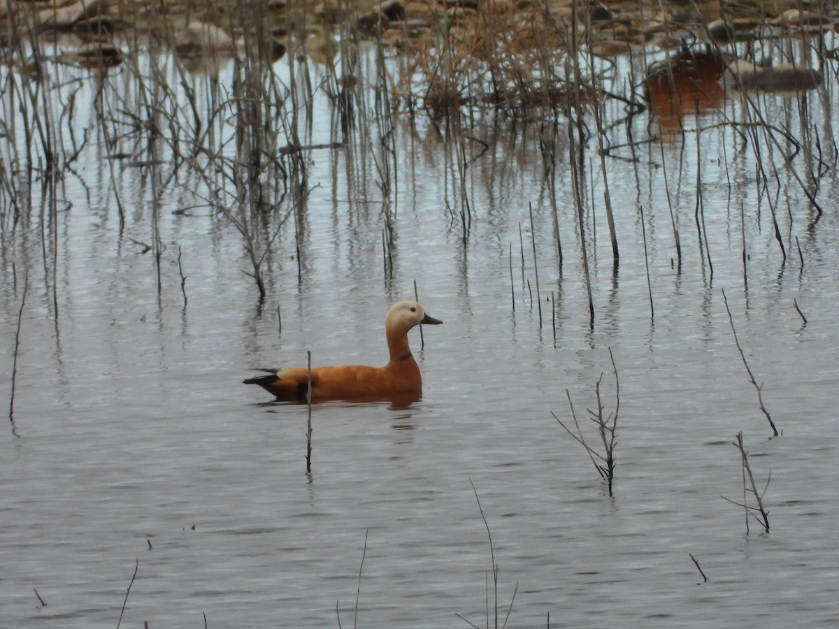 Ruddy Shelduck - ML646591238