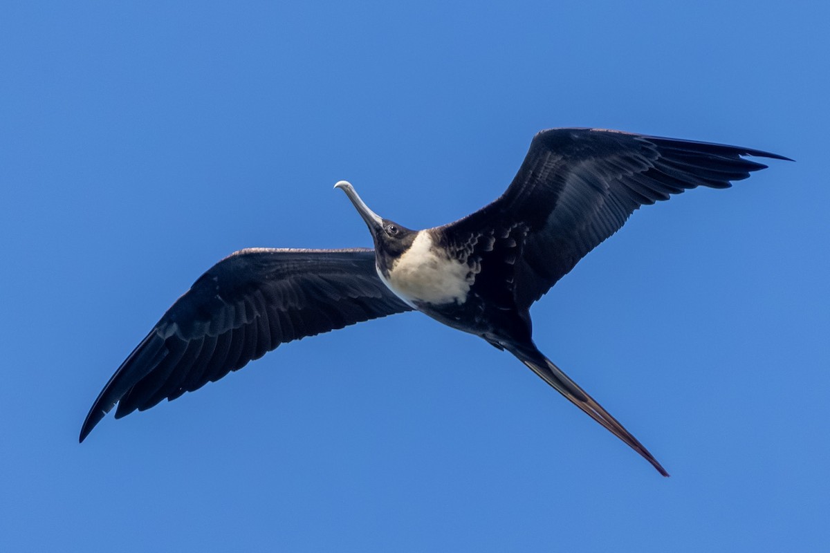 Magnificent Frigatebird - ML646591239