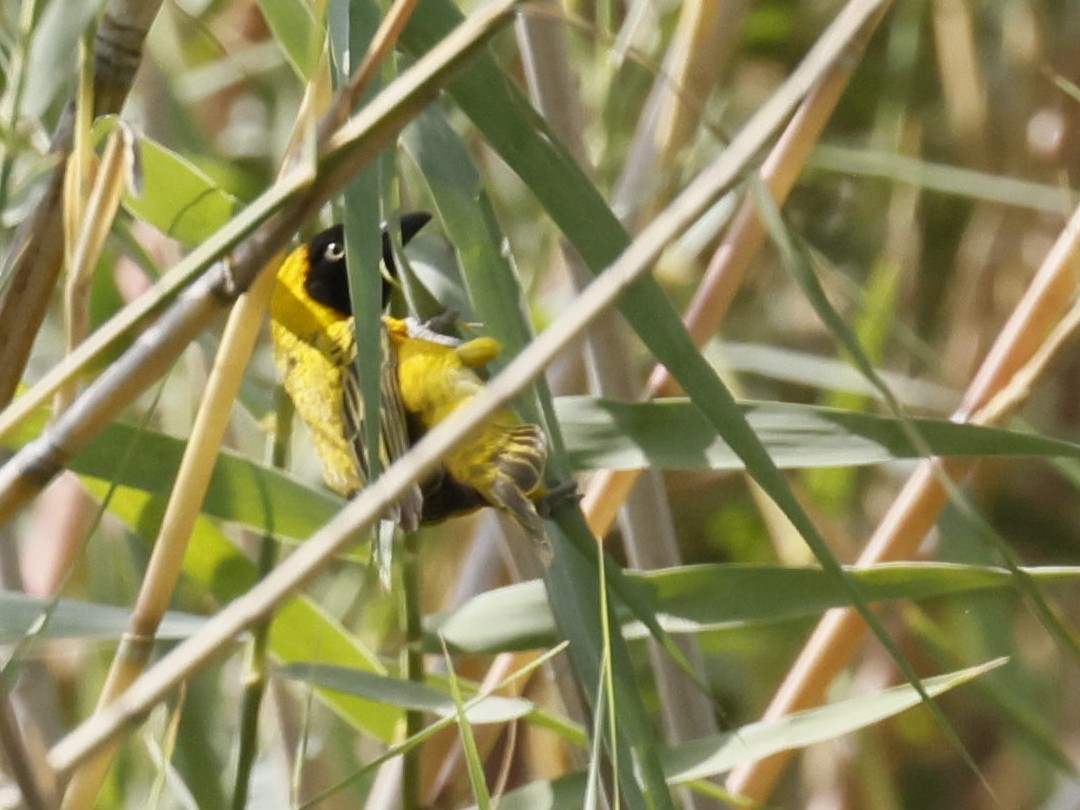 snovač maskový - ML646591240