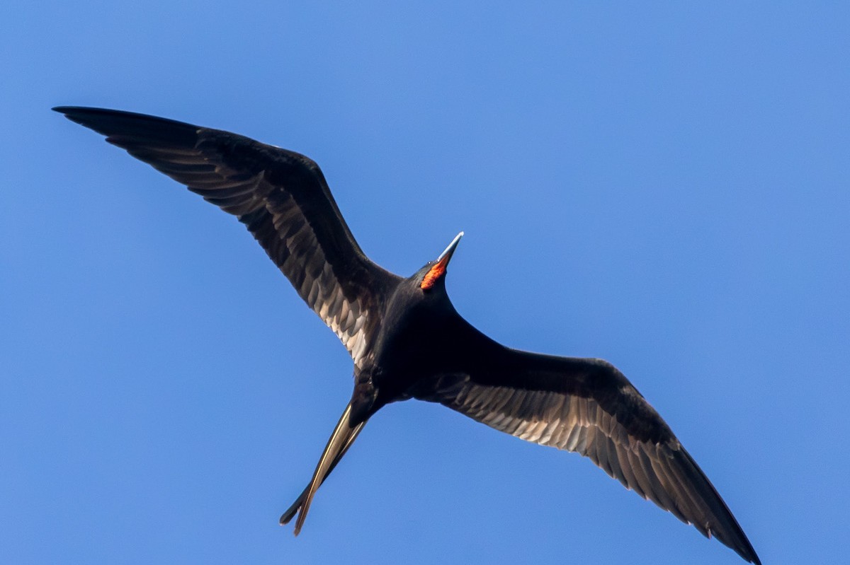 Magnificent Frigatebird - ML646591241