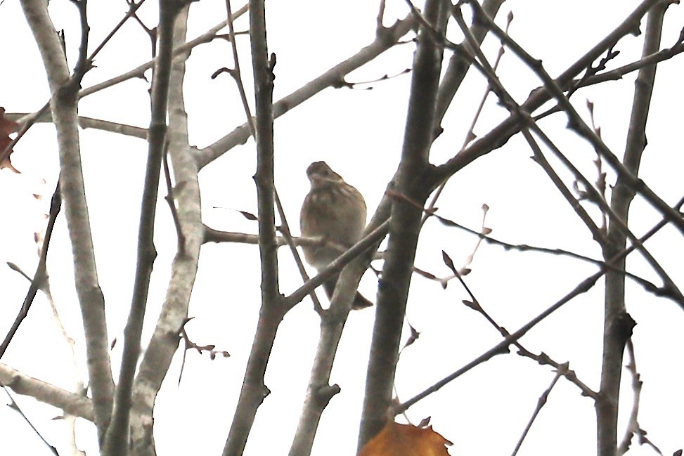 Vesper Sparrow - ML646591242