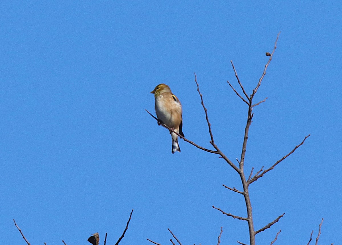 gulstillits - ML646591244