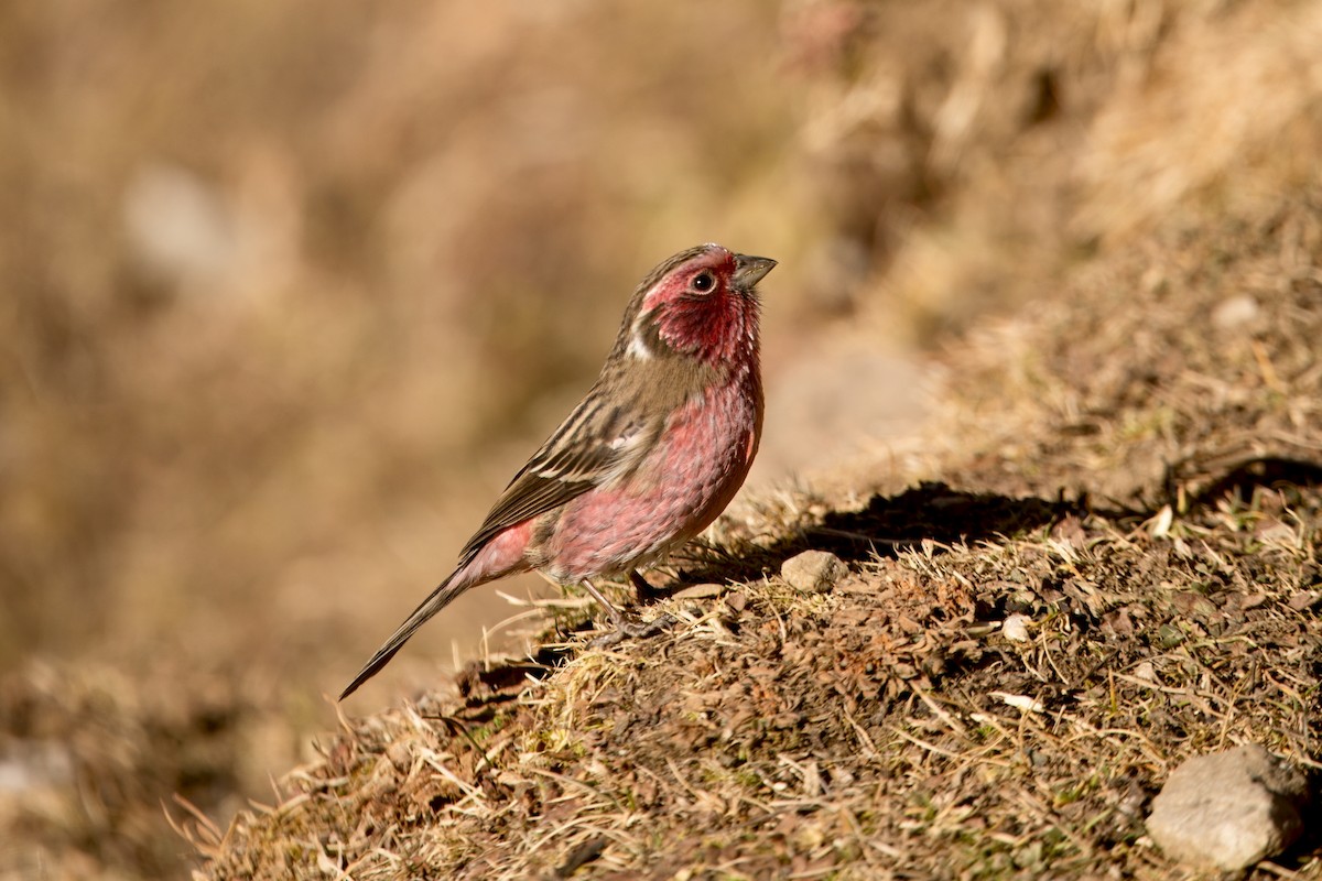 Himalayan White-browed Rosefinch - ML646591246