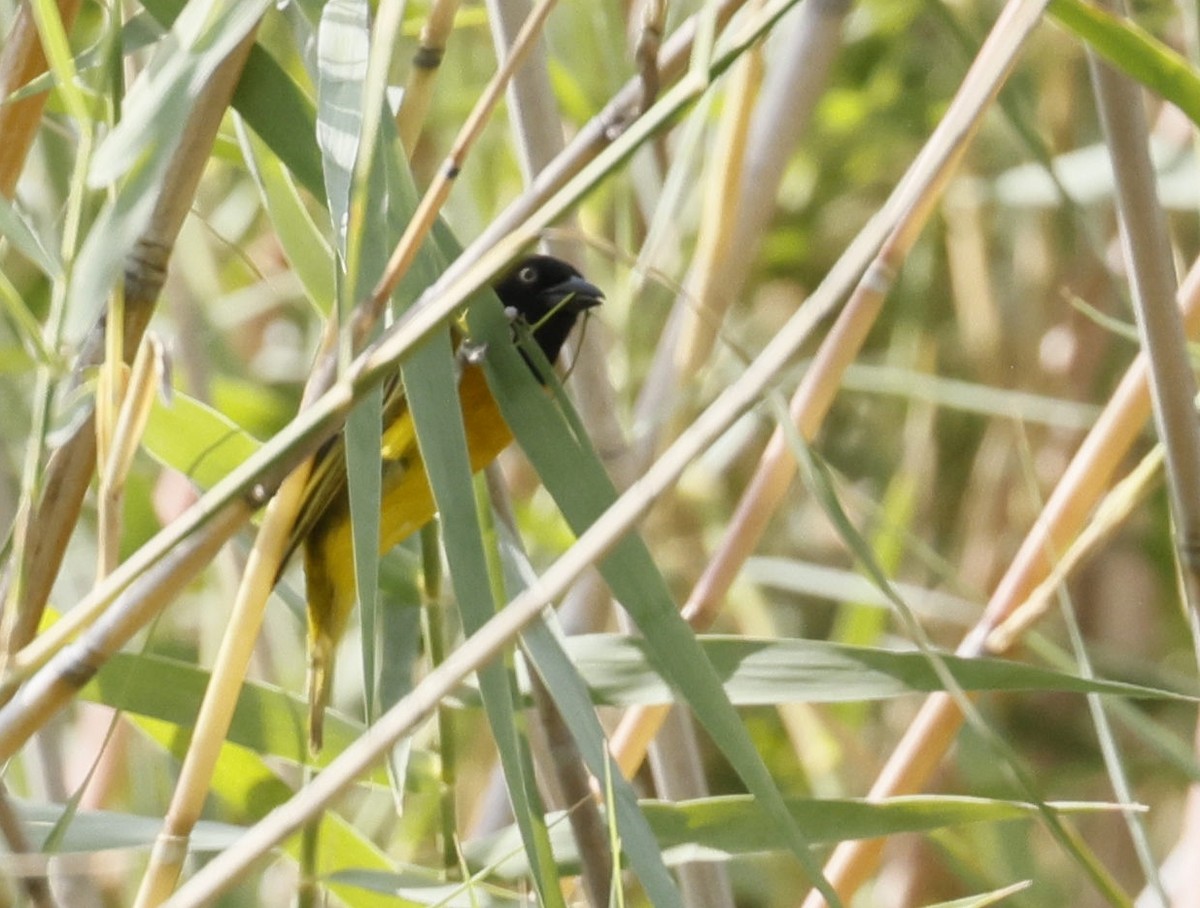 snovač maskový - ML646591247