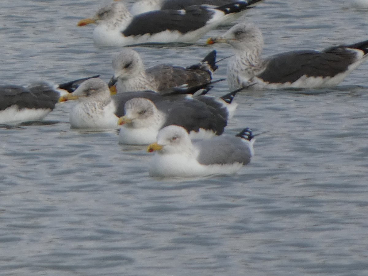 Yellow-legged Gull - ML646591248