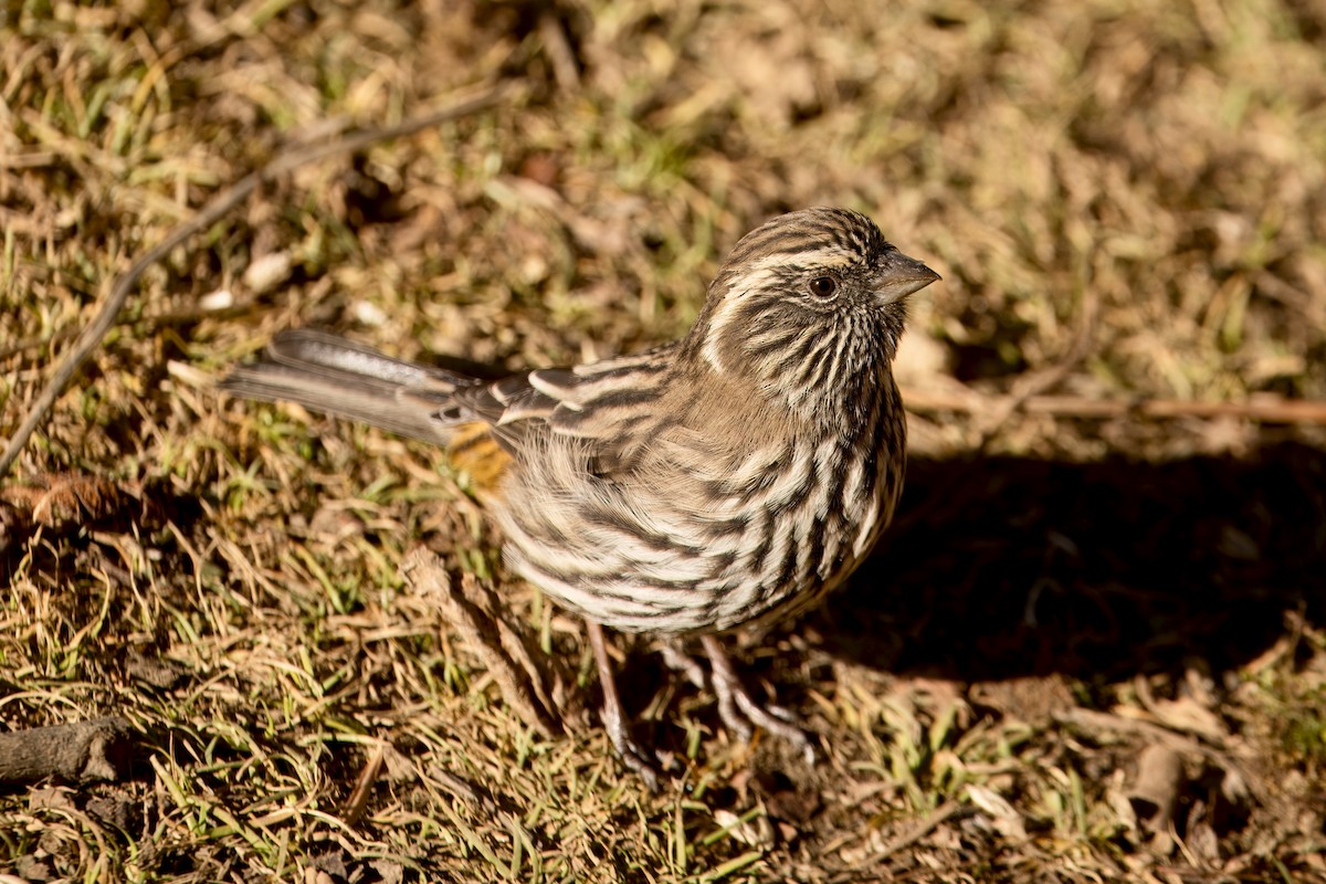Chinese White-browed Rosefinch - ML646591253
