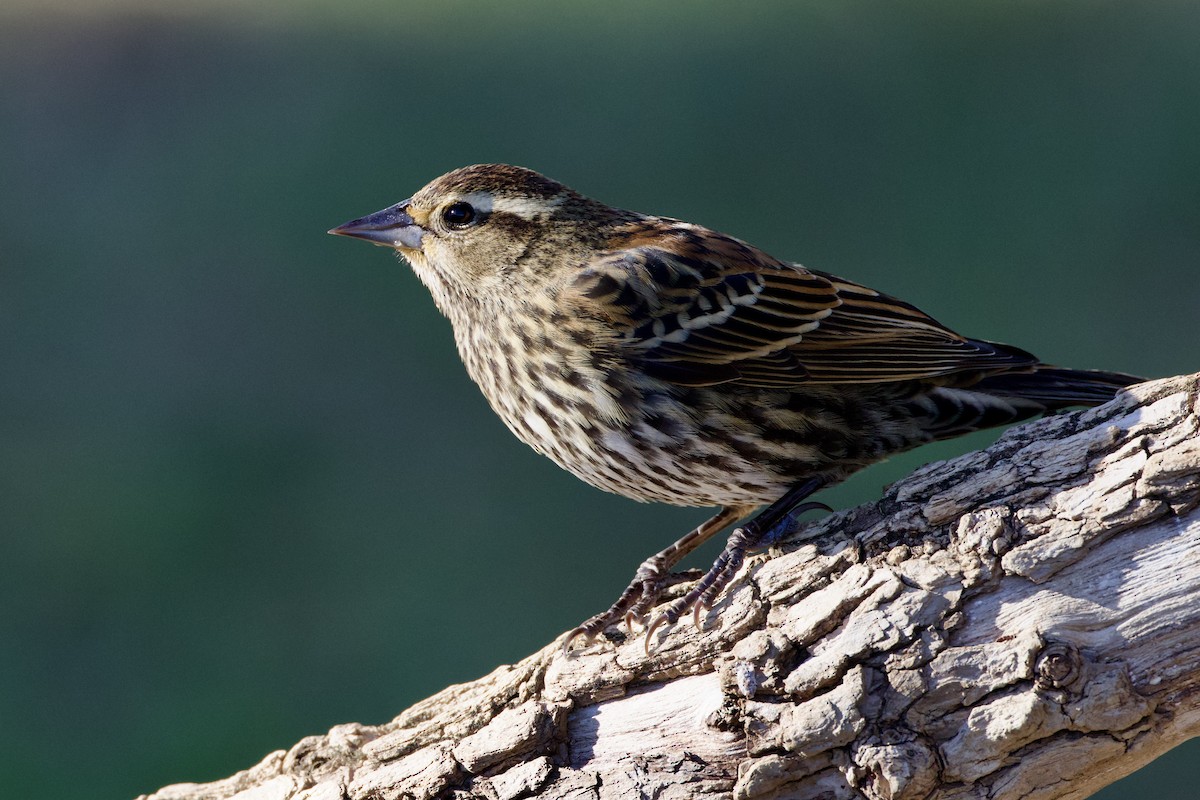 Red-winged Blackbird - ML646591257