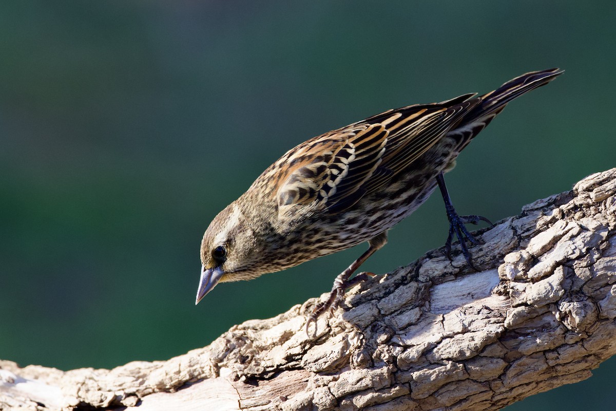 Red-winged Blackbird - ML646591258