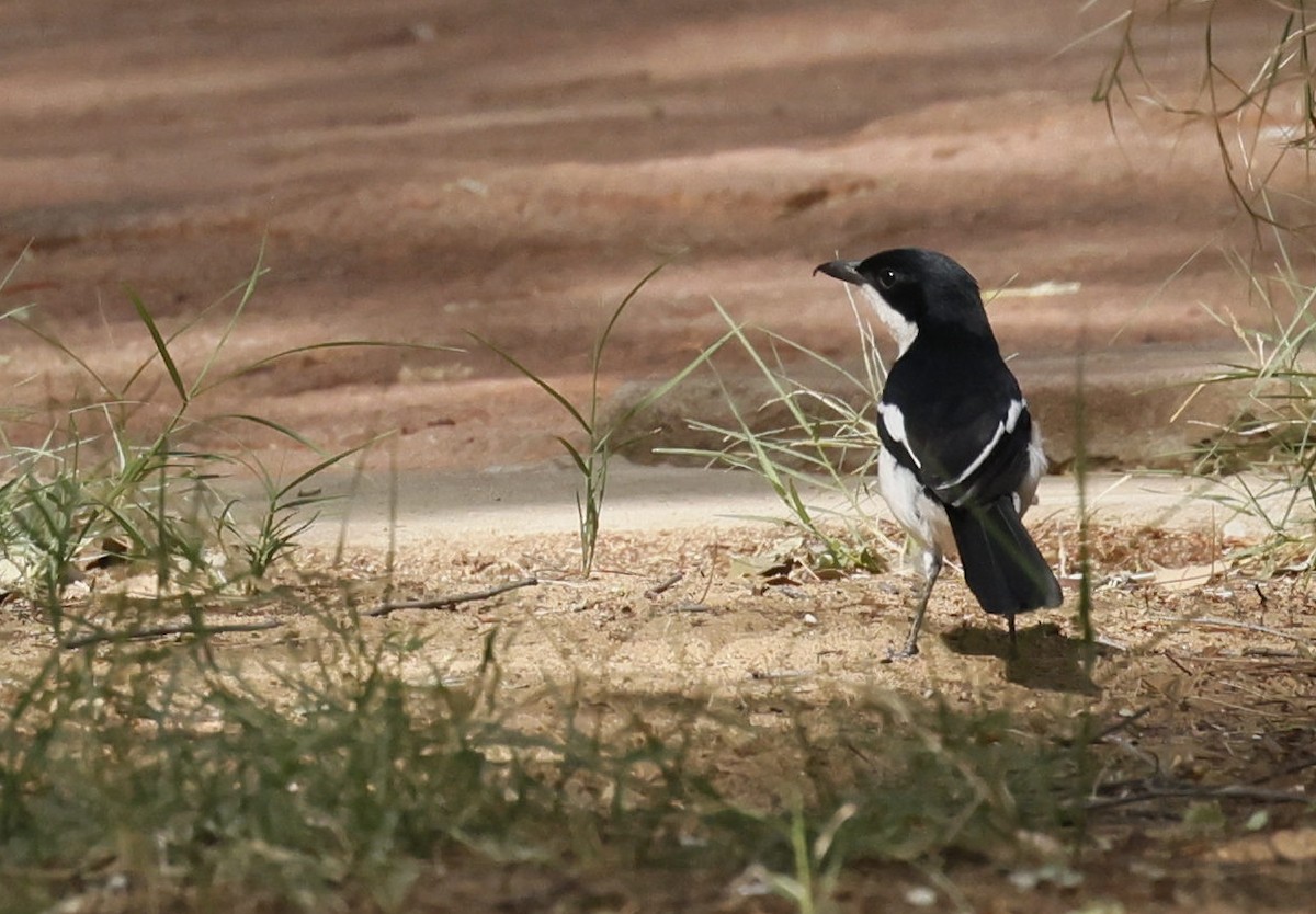 Gabon Boubou - ML646591260