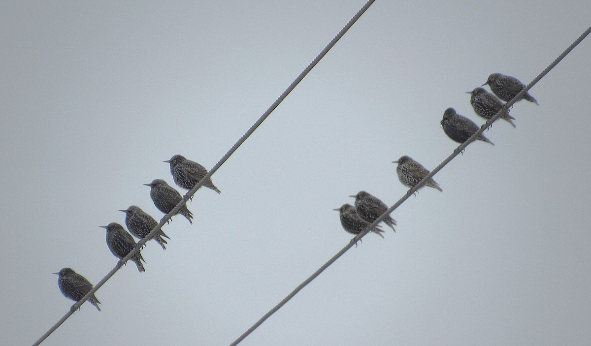 European Starling - ML646591264