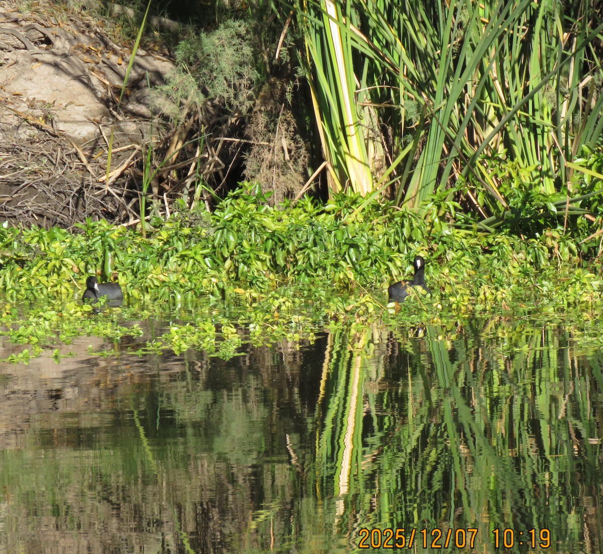 American Coot - ML646591265