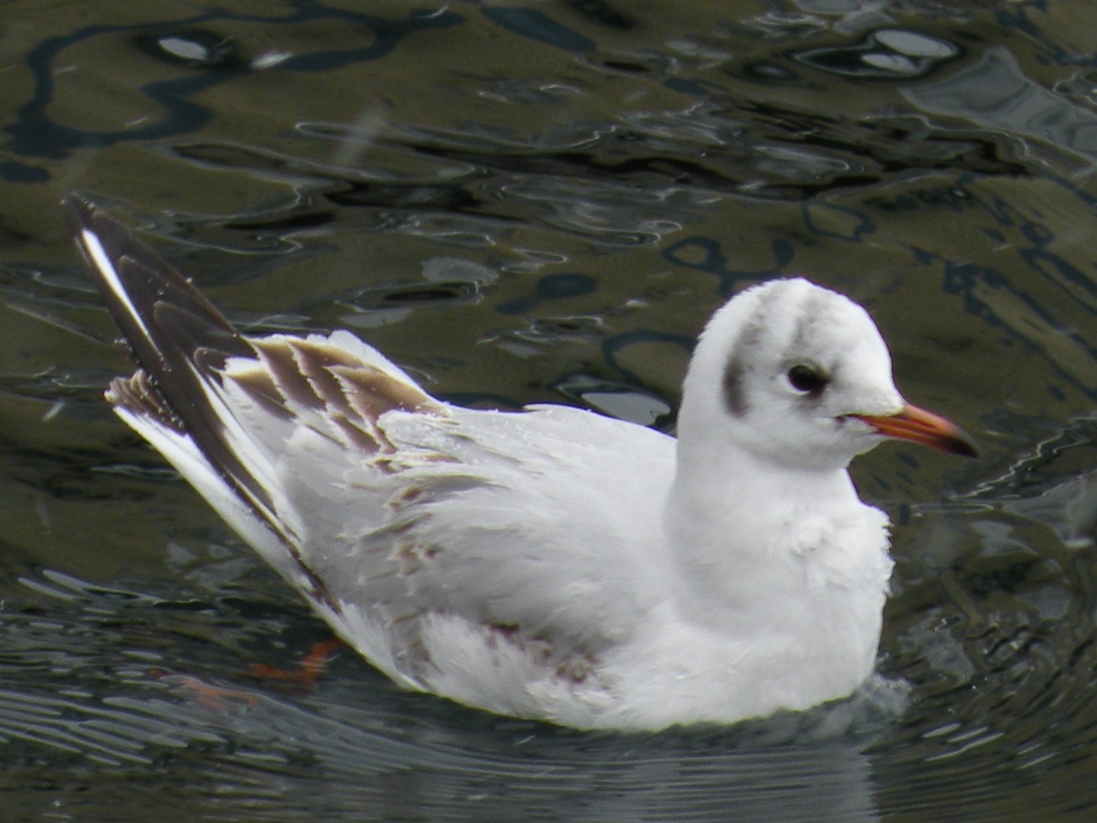 Black-headed Gull - ML646591266