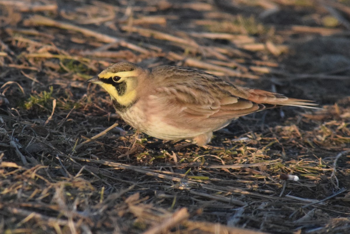 Horned Lark - ML646591269