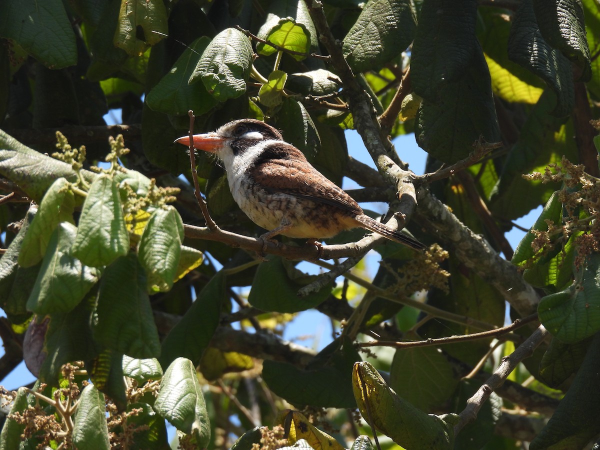 White-eared Puffbird - ML646591270