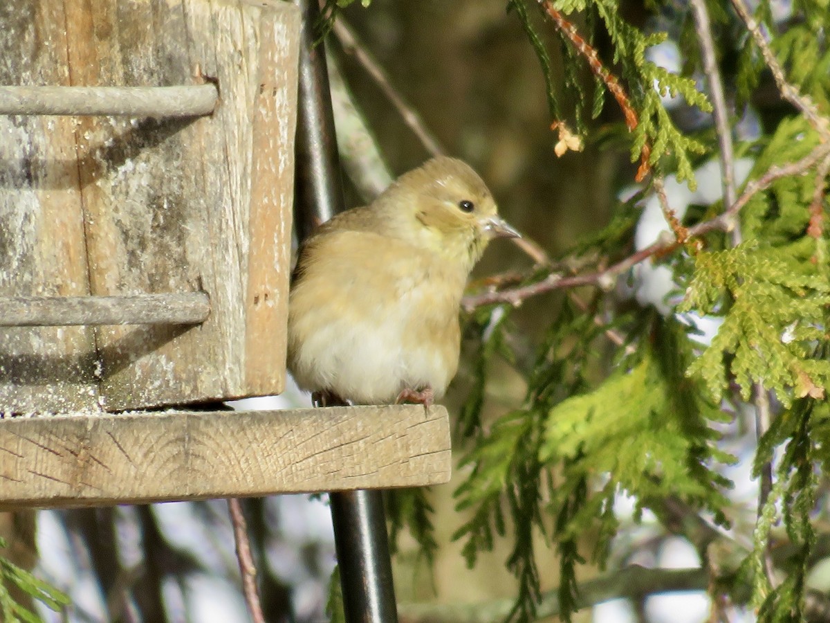 American Goldfinch - ML646591271