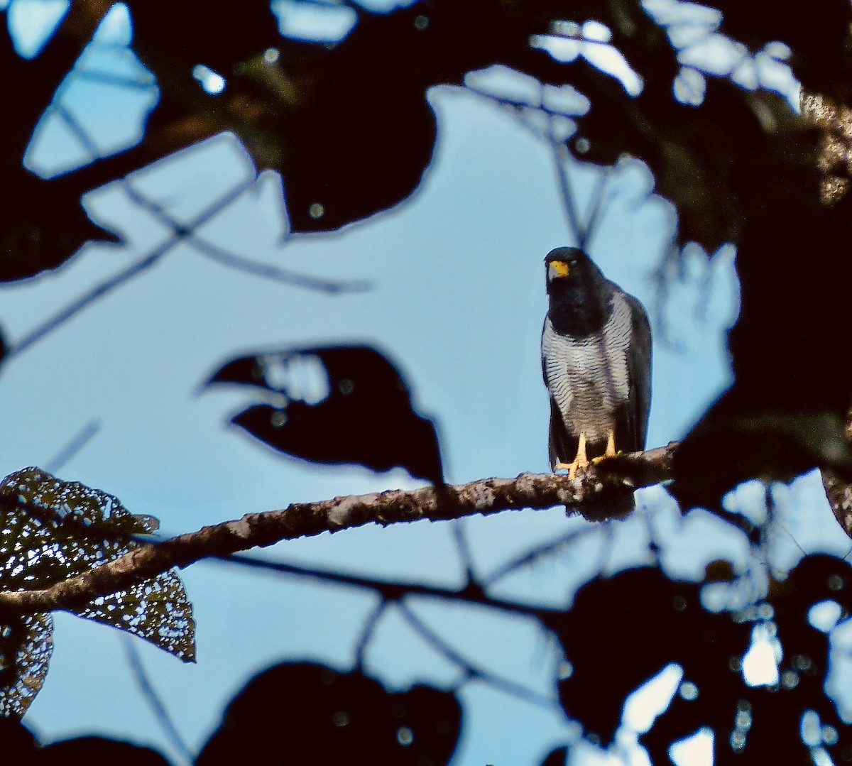 káně proužkovaná - ML646591272