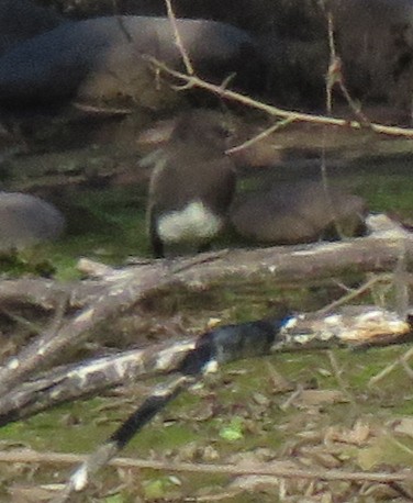 Black Phoebe - ML646591273