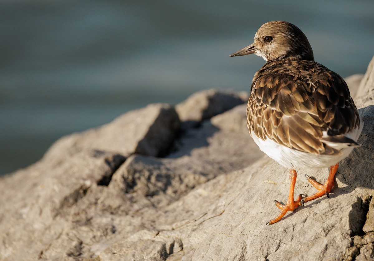 Алаг хайргач - ML646591277