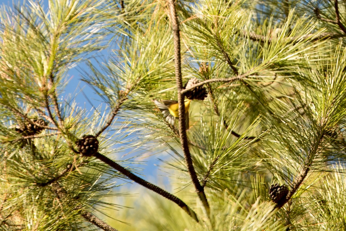 Yellow-bellied Fairy-Fantail - ML646591278