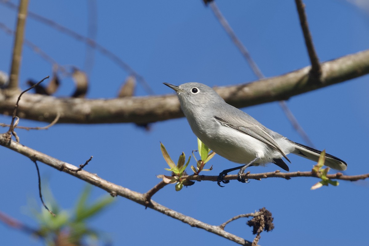 Blue-gray Gnatcatcher - ML646591279