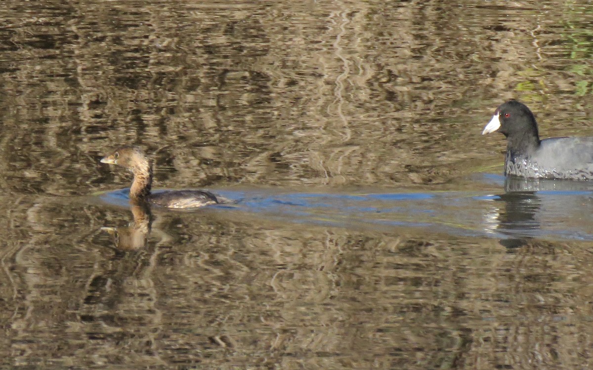 Pied-billed Grebe - ML646591281