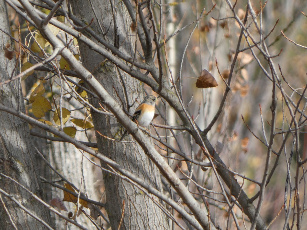 Brambling - ML646591282