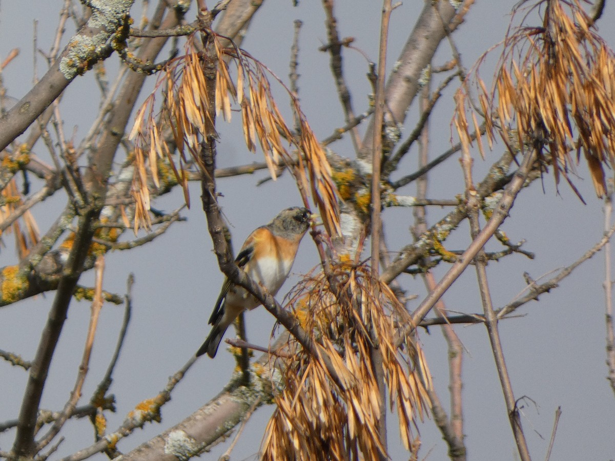 Brambling - ML646591283