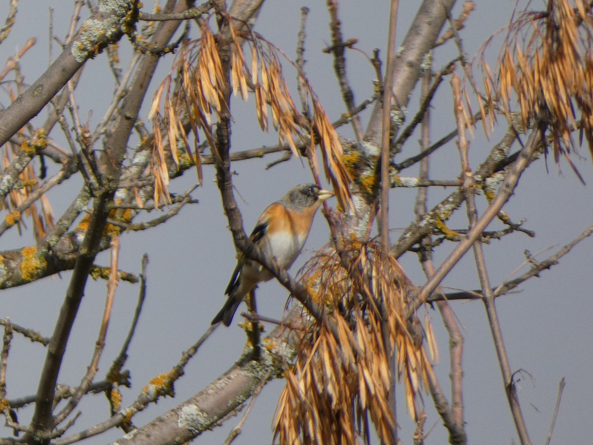 Brambling - ML646591284